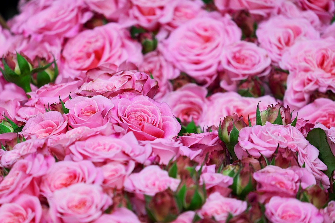 jak zrobić perfumy z płatków róż